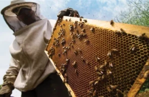 Με πέντε νέα μέτρα τα μελισσοκομικά
