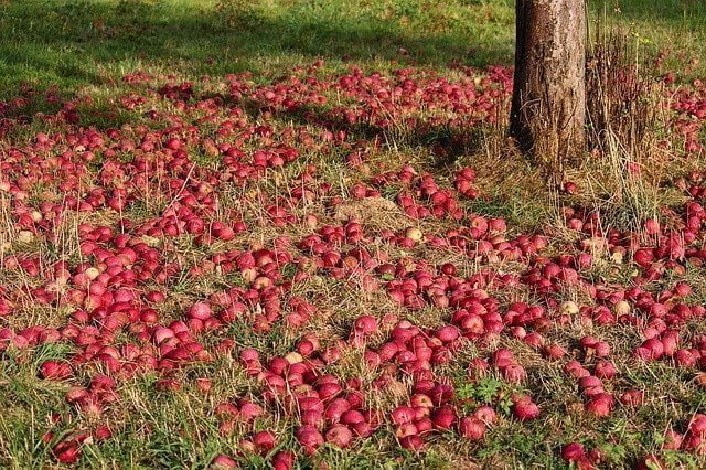 Παραγωγούς Μήλου