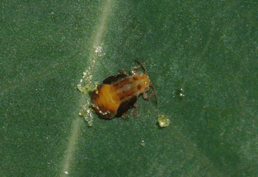 ΨΥΛΛΑ (Agonoscena pistaciae)