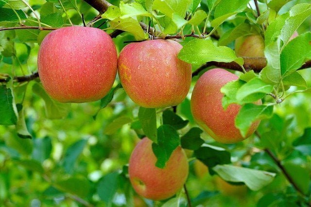 Γεωργική Προειδοποίηση Παραγωγών Μήλου