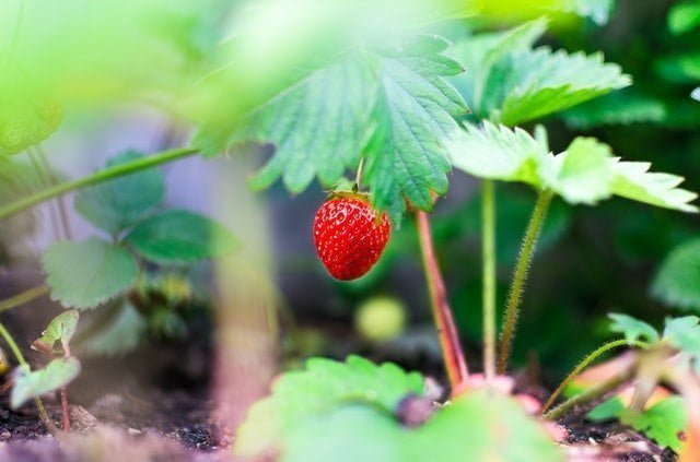 Καλλιέργεια Φράουλας: 7 Μυστικά για την Φύτευση