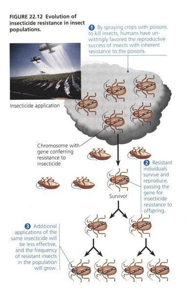 Η εξέλιξη της ανθεκτικότητας σε ένα πληθυσμό εντόμων