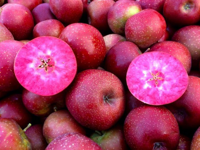 Red Moon™: Μια Έκπληξη στο Εσωτερικό στην νέα Ποικιλία Μήλων