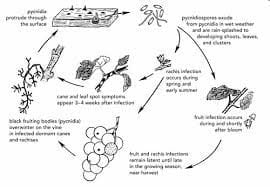 Βιολογικός κύκλος του μύκητα Phomopsis viticola