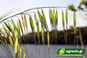 Αγριοβρώμη (Avena sterilis)
