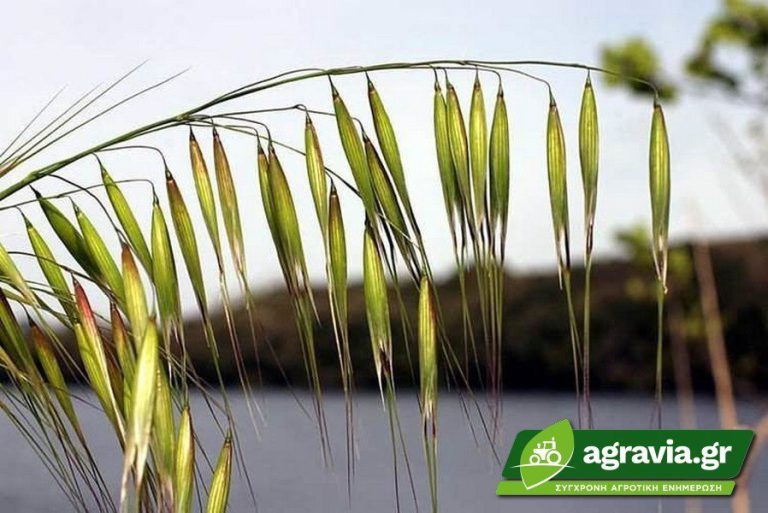 Αγριοβρώμη (Avena sterilis)