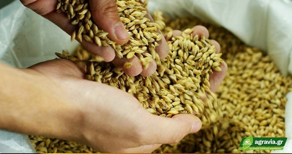 Βυνοποιήσιμο Κριθάρι