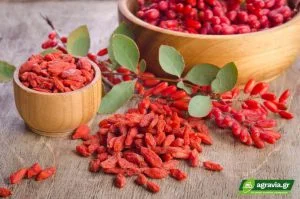 Goji Berry