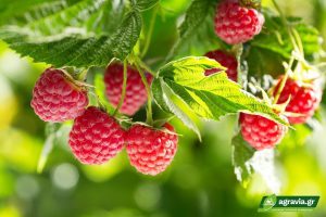 Καλλιεργεια Raspberry