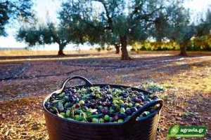 Αιτήσεις Ενίσχυσης για Ελαιοπαραγωγούς