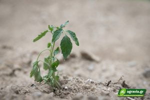 Καλλιέργεια Τομάτας στην Έρημο