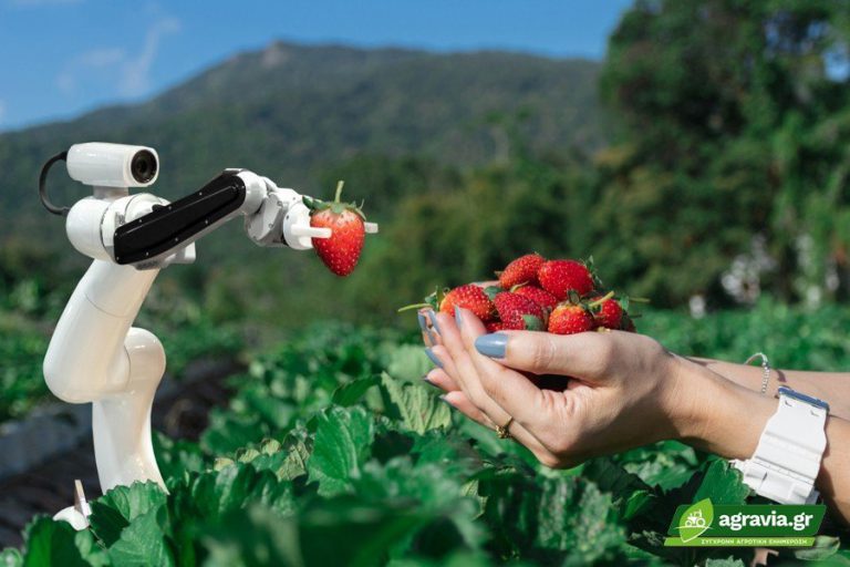 Ανθρώπινο Δυναμικό και Ρομποτικό σε Καλλιέργεια Φράουλας