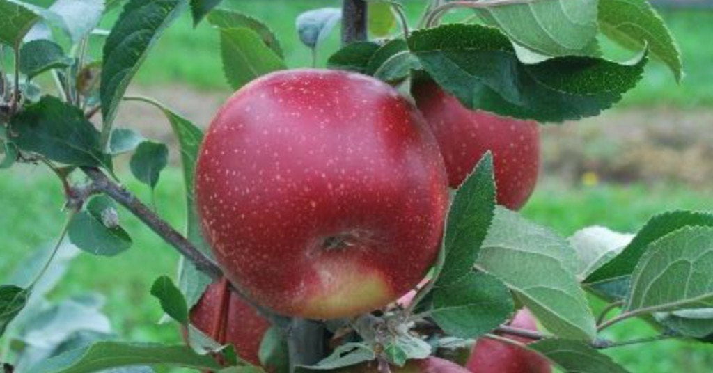 Ποικιλία Μήλου Hot