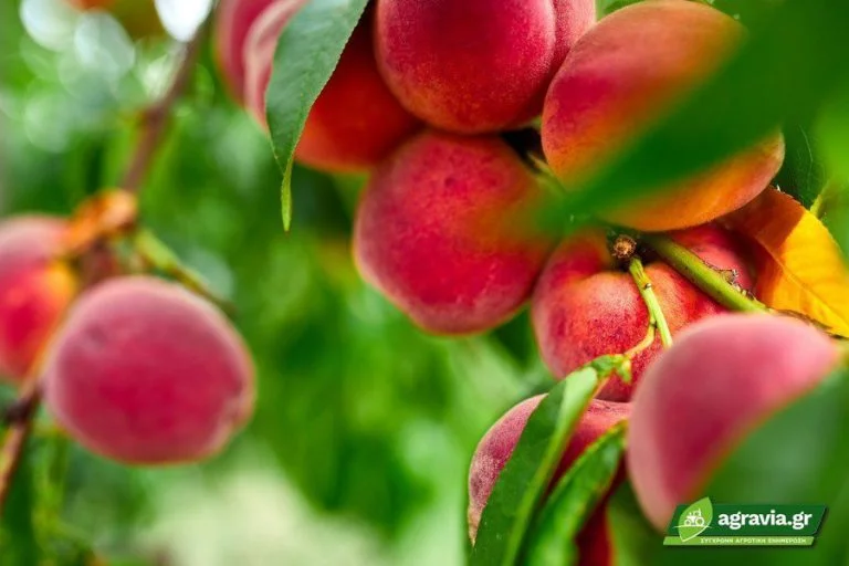 Βιοχμηχανικές Ποικιλίες Ροδακινιάς