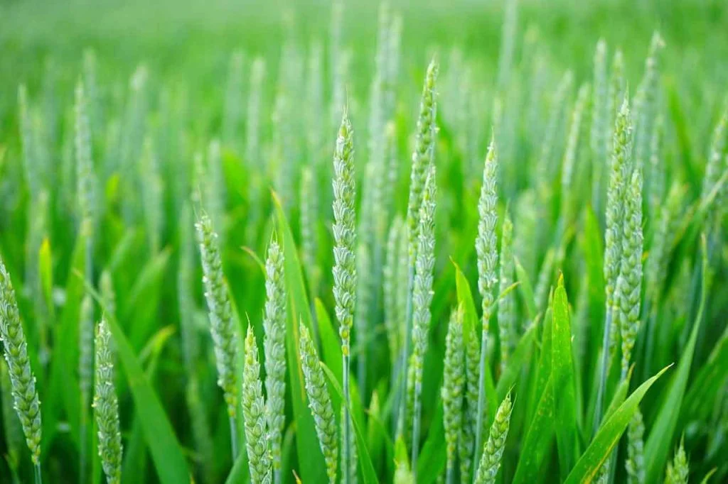 Wheat Field Footer