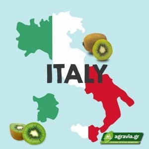 Αγορά Ακτινίδιων στην Ιταλία