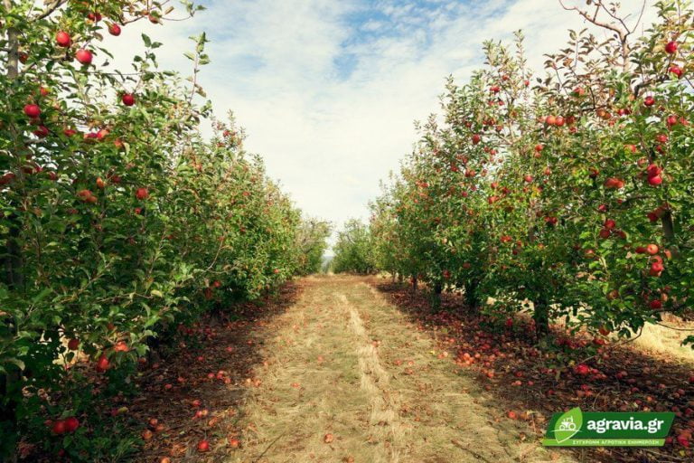 Βιολογικές Ποικιλίες Μήλου