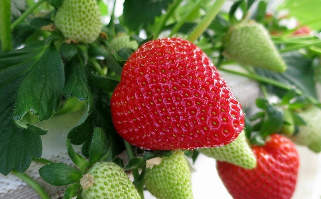 Βοτανικά Χαρακτηριστικά Φράουλας
