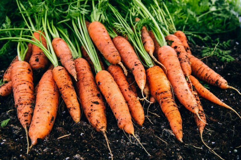 10 Μυστικά για τη Φύτευση και Καλλιέργεια Καρότου