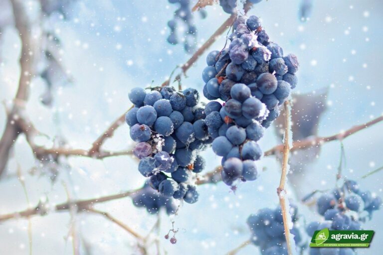 Κρασιά του Πάγου που θα Ζεσταίνουν το Χειμώνα σας