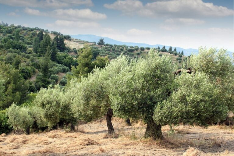 Καστέλι Πεδιάδας Κρήτης: Διάσωση Ιστορικών Δένδρων Ελιάς
