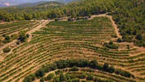 Αναγέννηση ιστορικού αμπελώνα