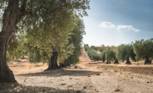 Ελιά - Πώς αντιμετωπίζουμε αποτελεσματικά εχθρούς και μύκητες της άνοιξης