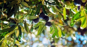 Ξεκινά διεθνής διαγωνισμός για υλικά δακοκτονίας