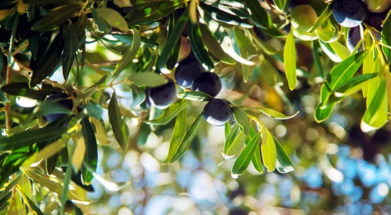 Ξεκινά διεθνής διαγωνισμός για υλικά δακοκτονίας