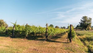 Αναδιάρθρωση αμπελώνων Λάρισας