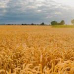 Αισιοδοξία για καλές παραγωγές σιτηρών φέτος