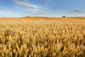 Παγκόσμια παραγωγή σιταριού 2025