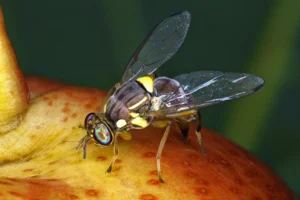 Ήρθε ο "Δάκος" του Ροδάκινου στην Ελλάδα