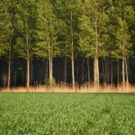 Η Κίνα αλλάζει την κατανομή του νερού με αναδάσωση