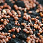 ΕΕ - Νέος κανονισμός για τους σπόρους