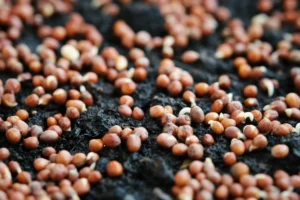 ΕΕ - Νέος κανονισμός για τους σπόρους