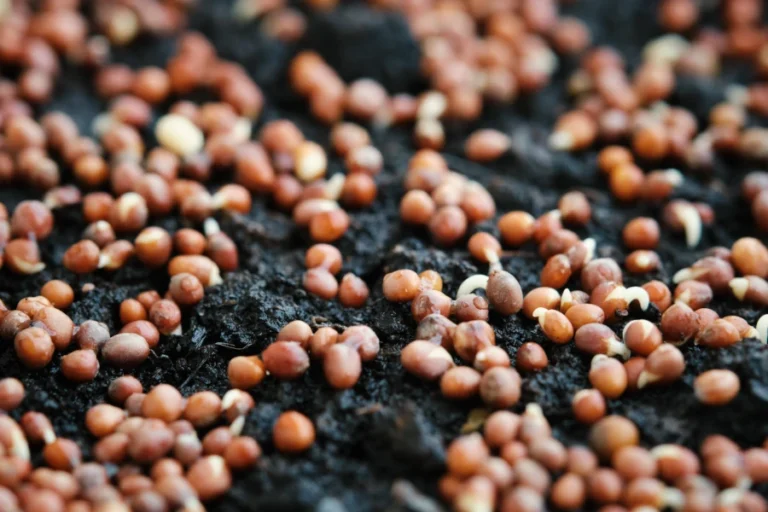 ΕΕ - Νέος κανονισμός για τους σπόρους