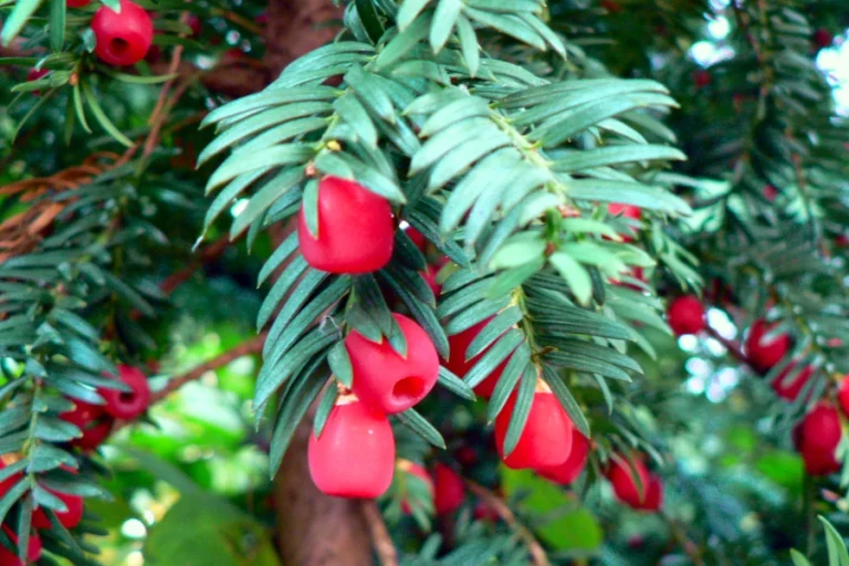 Ελληνικός ίταμος